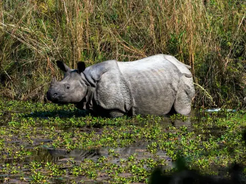 Kathmandu Chitwan Tour