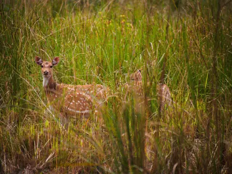 Bardia National Park Tour