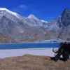 Yak and the beautiful Gokyo Lake, Nepal
